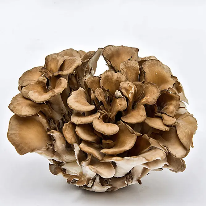 Maitake