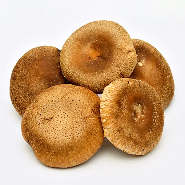 Shiitake